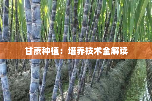 甘蔗种植:培养技术全解读 甘蔗种植:培养技术全解读