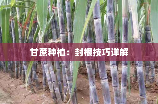甘蔗种植:封根技巧详解 甘蔗种植:封根技巧详解
