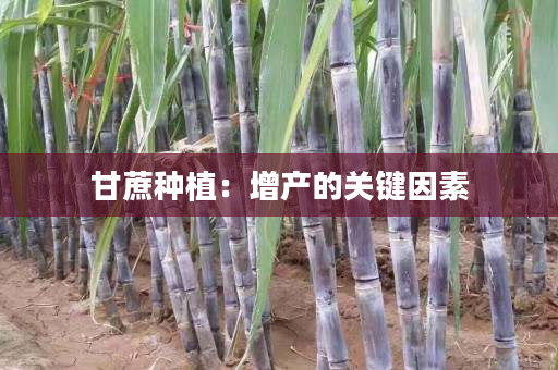 甘蔗种植:增产的关键因素 甘蔗种植:增产的关键因素