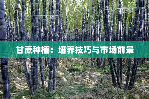 甘蔗种植:培养技巧与市场前景 甘蔗种植:培养技巧与市场前景