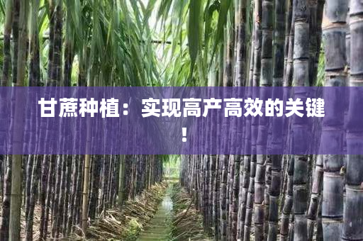 甘蔗种植:实现高产高效的关键! 甘蔗种植:实现高产高效的关键!