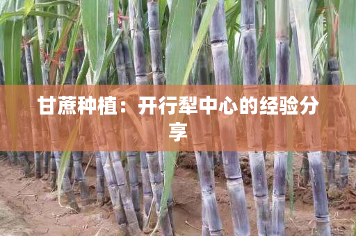 甘蔗种植:开行犁中心的经验分享 甘蔗种植:开行犁中心的经验分享