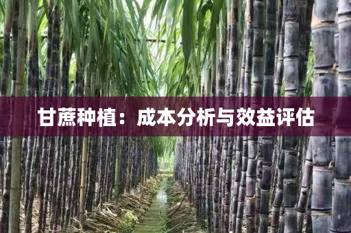甘蔗种植:成本分析与效益评估 甘蔗种植:成本分析与效益评估