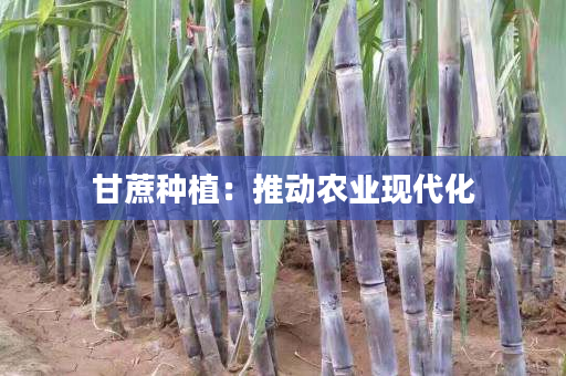 甘蔗种植:推动农业现代化 甘蔗种植:推动农业现代化
