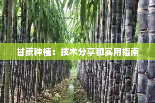 甘蔗种植:技术分享和实用指南 甘蔗种植:技术分享和实用指南