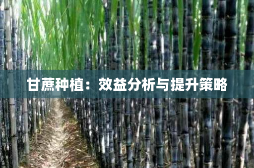 甘蔗种植:效益分析与提升策略 甘蔗种植:效益分析与提升策略