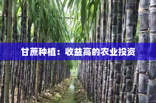 甘蔗种植:收益高的农业投资 甘蔗种植:收益高的农业投资