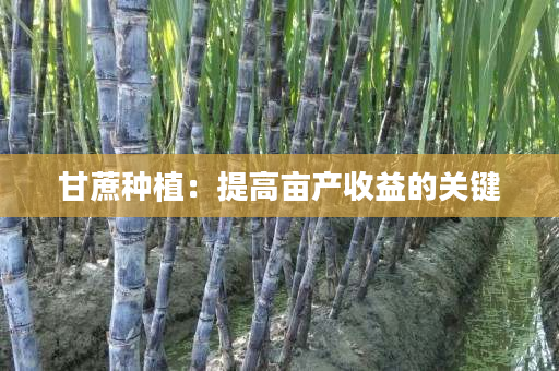 甘蔗种植:提高亩产收益的关键 甘蔗种植:提高亩产收益的关键