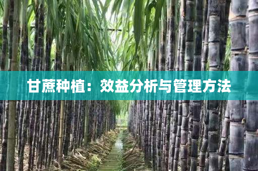 甘蔗种植:效益分析与管理方法 甘蔗种植:效益分析与管理方法