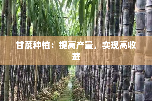 甘蔗种植:提高产量,实现高收益 甘蔗种植:提高产量,实现高收益