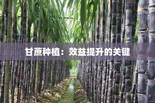 甘蔗种植:效益提升的关键 甘蔗种植:效益提升的关键