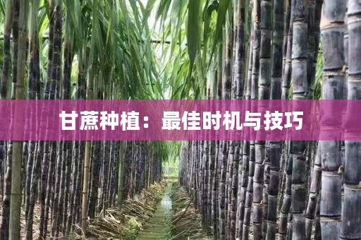 甘蔗种植:最佳时机与技巧 甘蔗种植:最佳时机与技巧