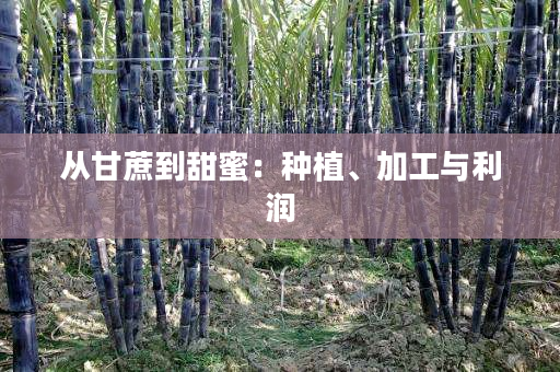 从甘蔗到甜蜜:种植、加工与利润 从甘蔗到甜蜜:种植、加工与利润