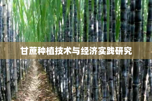 甘蔗种植技术与经济实践研究 甘蔗种植技术与经济实践研究