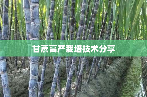 甘蔗高产栽培技术分享 甘蔗高产栽培技术分享