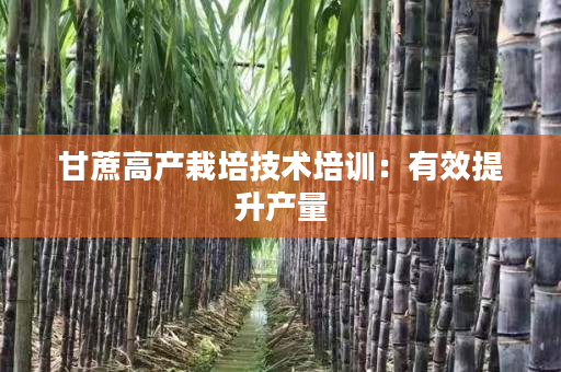 甘蔗高产栽培技术培训:有效提升产量 甘蔗高产栽培技术培训:有效提升产量
