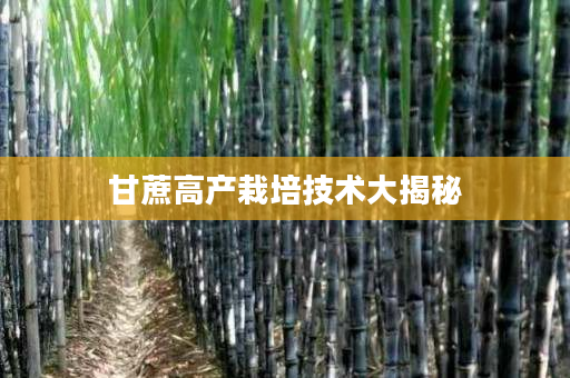甘蔗高产栽培技术大揭秘 甘蔗高产栽培技术大揭秘