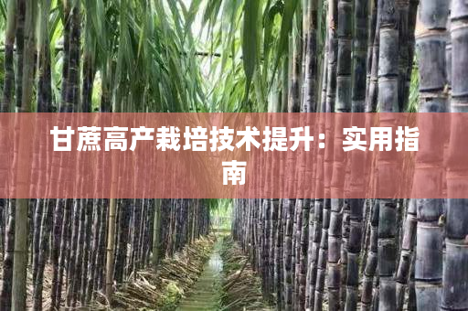 甘蔗高产栽培技术提升:实用指南 甘蔗高产栽培技术提升:实用指南