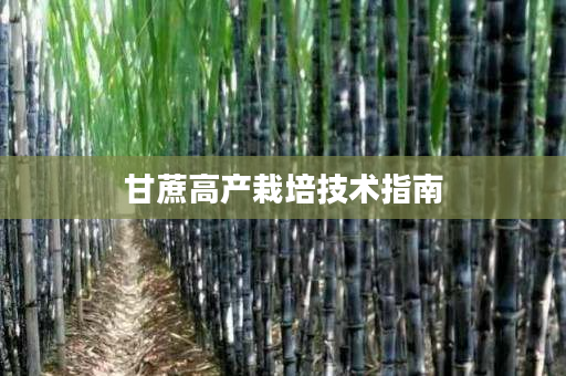 甘蔗高产栽培技术指南 甘蔗高产栽培技术指南
