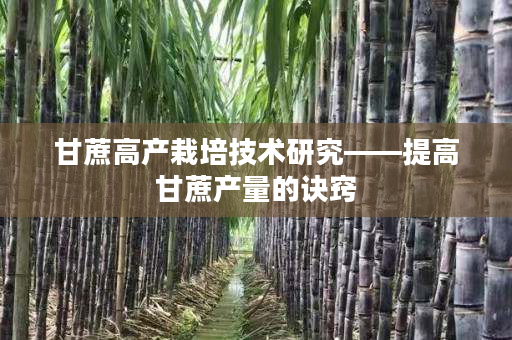 甘蔗高产栽培技术研究——提高甘蔗产量的诀窍 甘蔗高产栽培技术研究——提高甘蔗产量的诀窍