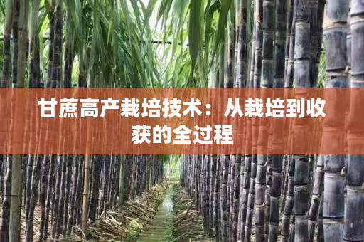 甘蔗高产栽培技术:从栽培到收获的全过程 甘蔗高产栽培技术:从栽培到收获的全过程