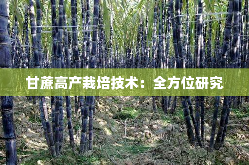 甘蔗高产栽培技术:全方位研究 甘蔗高产栽培技术:全方位研究