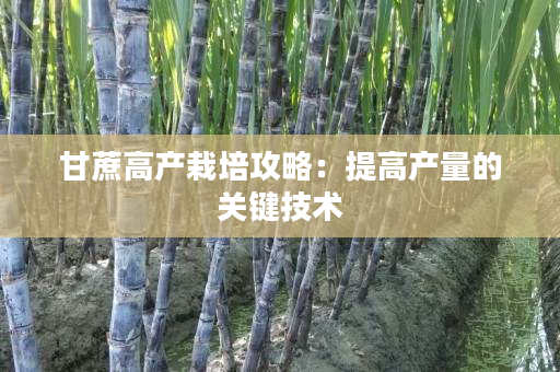 甘蔗高产栽培攻略:提高产量的关键技术 甘蔗高产栽培攻略:提高产量的关键技术