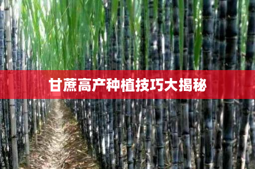 甘蔗高产种植技巧大揭秘 甘蔗高产种植技巧大揭秘