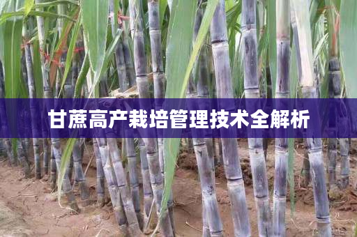 甘蔗高产栽培管理技术全解析 甘蔗高产栽培管理技术全解析