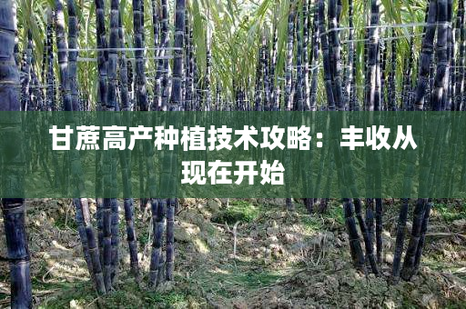 甘蔗高产种植技术攻略:丰收从现在开始 甘蔗高产种植技术攻略:丰收从现在开始