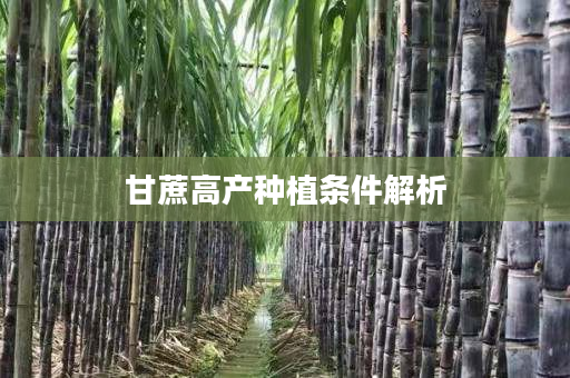 甘蔗高产种植条件解析 甘蔗高产种植条件解析