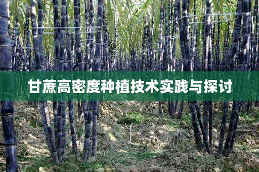 甘蔗高密度种植技术实践与探讨 甘蔗高密度种植技术实践与探讨