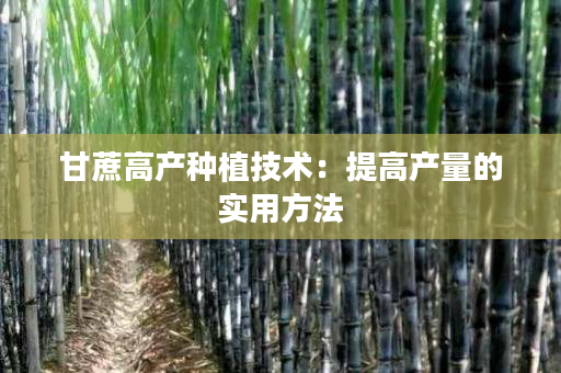 甘蔗高产种植技术:提高产量的实用方法 甘蔗高产种植技术:提高产量的实用方法