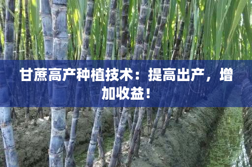 甘蔗高产种植技术:提高出产,增加收益! 甘蔗高产种植技术:提高出产,增加收益!