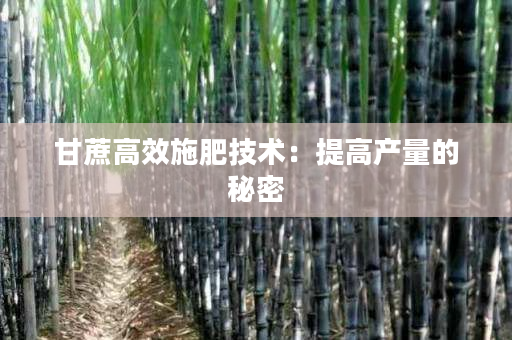 甘蔗高效施肥技术:提高产量的秘密 甘蔗高效施肥技术:提高产量的秘密