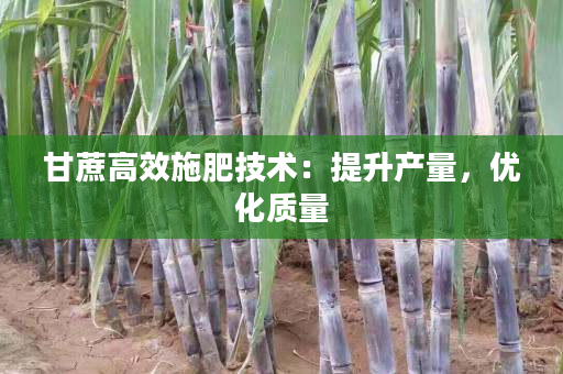 甘蔗高效施肥技术:提升产量,优化质量 甘蔗高效施肥技术:提升产量,优化质量