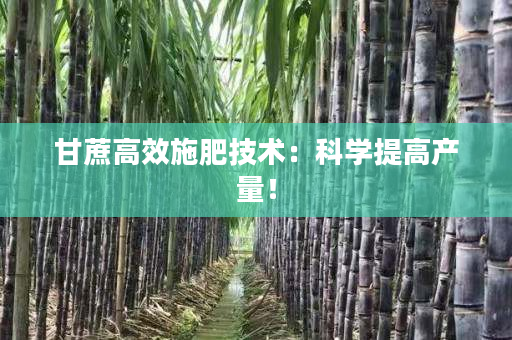 甘蔗高效施肥技术:科学提高产量! 甘蔗高效施肥技术:科学提高产量!