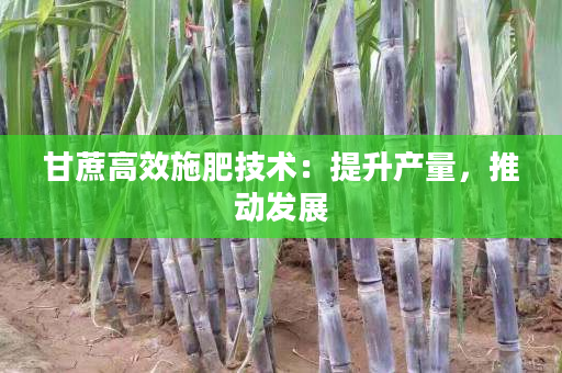 甘蔗高效施肥技术:提升产量,推动发展 甘蔗高效施肥技术:提升产量,推动发展