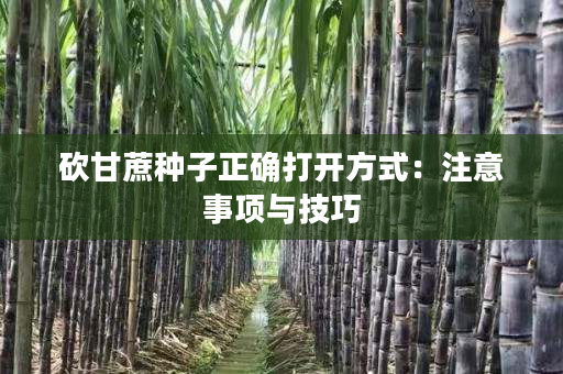 砍甘蔗种子正确打开方式:注意事项与技巧 砍甘蔗种子正确打开方式:注意事项与技巧
