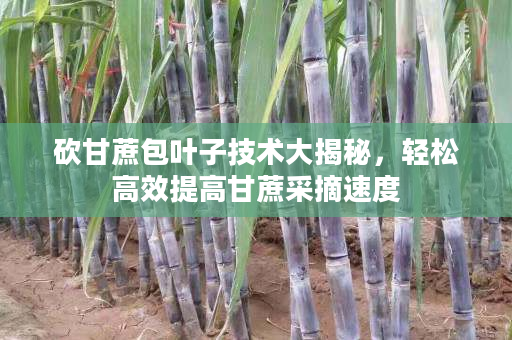 砍甘蔗包叶子技术大揭秘,轻松高效提高甘蔗采摘速度 砍甘蔗包叶子技术大揭秘,轻松高效提高甘蔗采摘速度