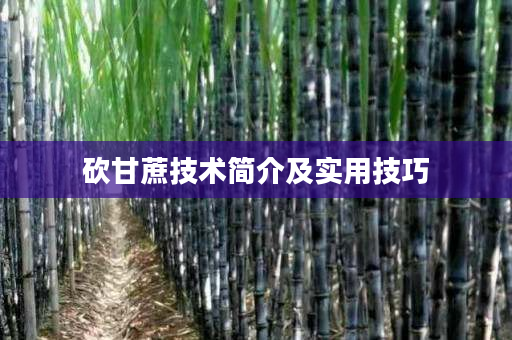 砍甘蔗技术简介及实用技巧 砍甘蔗技术简介及实用技巧
