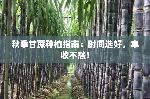 秋季甘蔗种植指南：时间选好，丰收不愁！