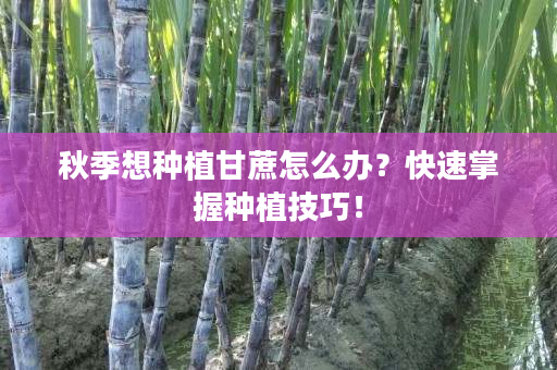 秋季想种植甘蔗怎么办？快速掌握种植技巧！