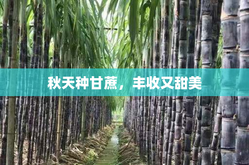 秋天种甘蔗,丰收又甜美 秋天种甘蔗,丰收又甜美