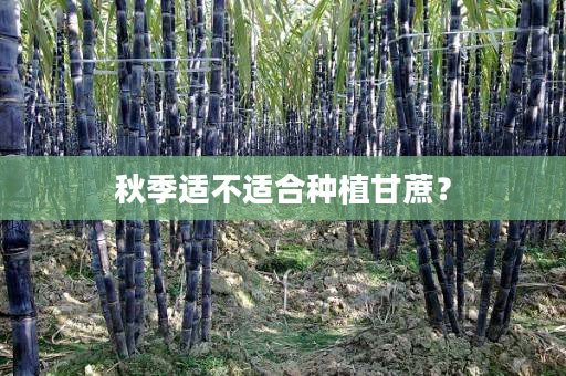 秋季适不适合种植甘蔗? 秋季适不适合种植甘蔗?