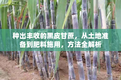 种出丰收的黑皮甘蔗,从土地准备到肥料施用,方法全解析 种出丰收的黑皮甘蔗,从土地准备到肥料施用,方法全解析