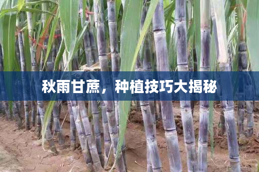 秋雨甘蔗,种植技巧大揭秘 秋雨甘蔗,种植技巧大揭秘