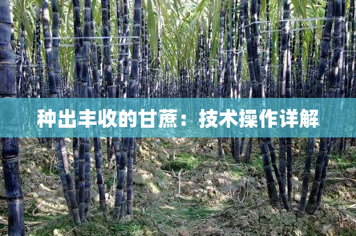 种出丰收的甘蔗:技术操作详解 种出丰收的甘蔗:技术操作详解