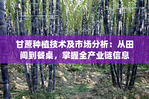 甘蔗种植技术及市场分析:从田间到餐桌,掌握全产业链信息 甘蔗种植技术及市场分析:从田间到餐桌,掌握全产业链信息