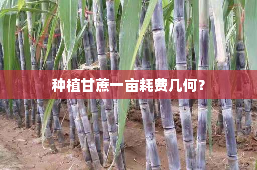 种植甘蔗一亩耗费几何? 种植甘蔗一亩耗费几何?